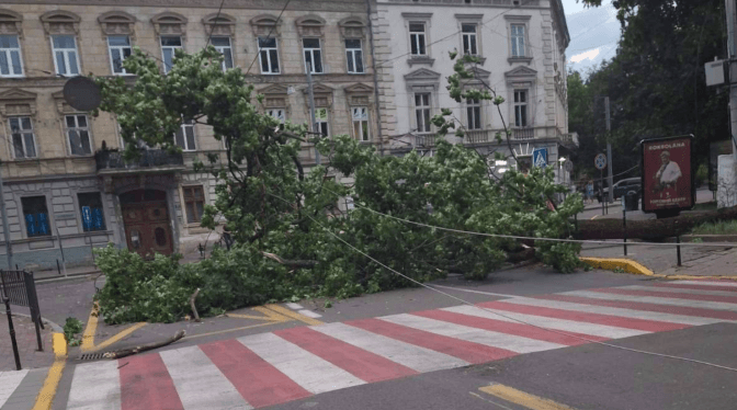 У Львові через негоду попадили дерева: що відомо про наслідки