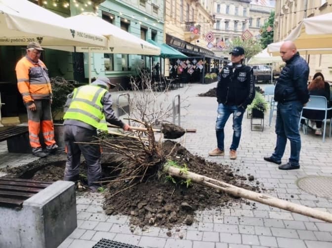 На вулиці Курбаса пересаджують дерева, які висадили ще 6 років тому