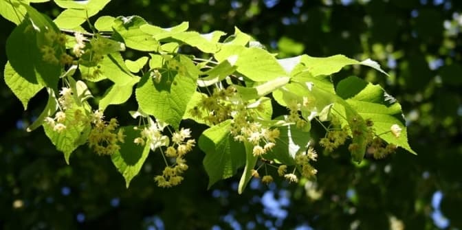 У Львові у Бернардинському дворику висадять липи та кущові магнолії