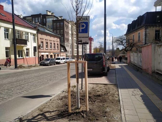 На вулиці Шевченка у Львові висадили понад 30 лип. Фото