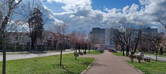 У Києві на найдовшій алеї сакур розквітли первоцвіти
