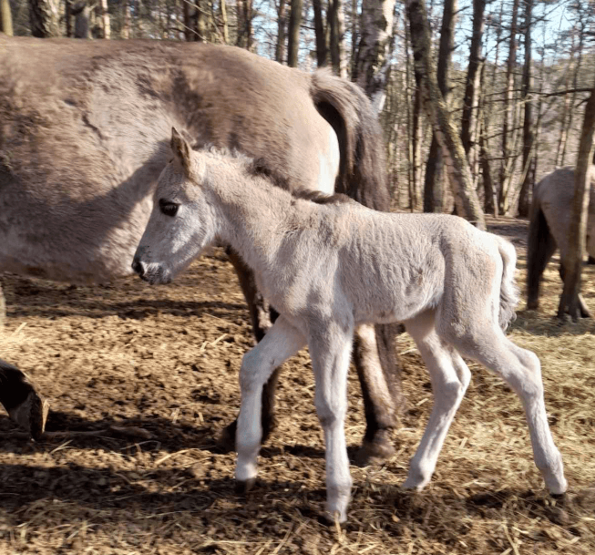 Фото: Яворівський національний природний парк