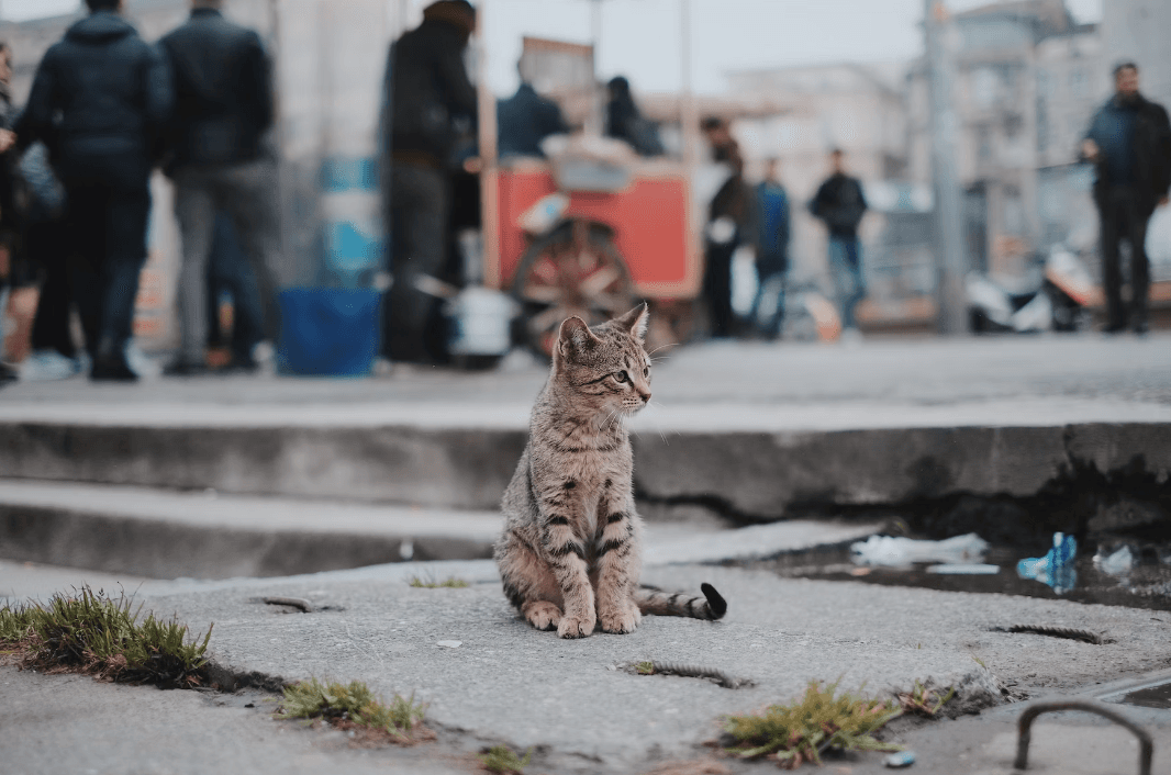 Умовне фото