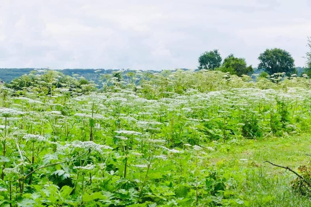На Львівщині почали масштабне винищення борщівника: залучать навіть роботів