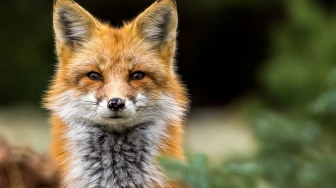 Фото: Shutterstock