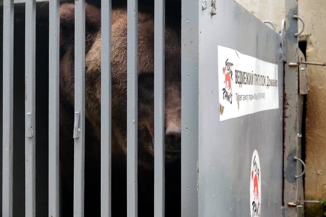 У ведмежому притулку «Домажир» біля Львова стало більше на одну ведмедицю