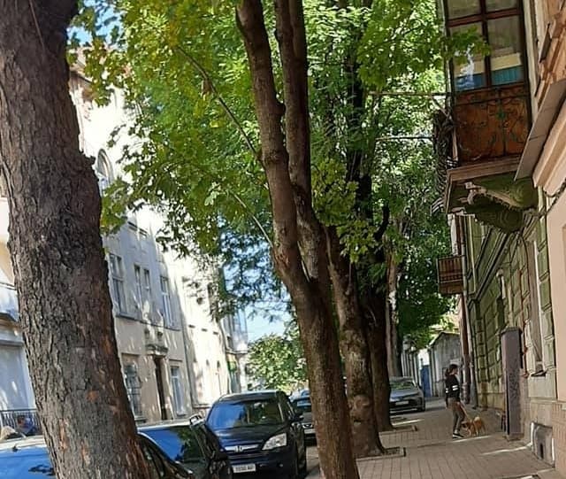 Сьогодні на вулиці Братів Міхновських починають зрізати дерева