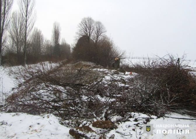 На Київщині незаконно зрубали 348 дерев