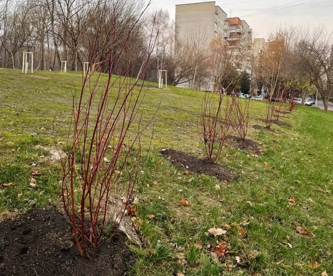 У парку «Замарстинівський» висадять понад тисячу нових рослин