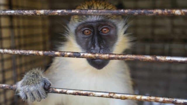Львів'ян просять допомогти врятувати мавпочку з пересувного зоопарку