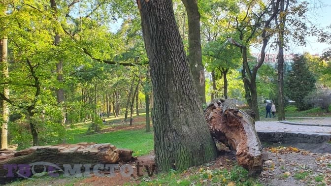 Із поваленого 300-літнього дуба у парку Франка планують зробити скульптуру
