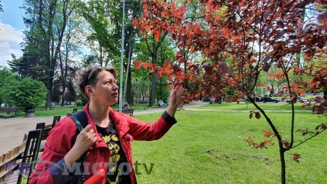 У сумці – два секатори та садова пилка. Як у Львові працюють садівники