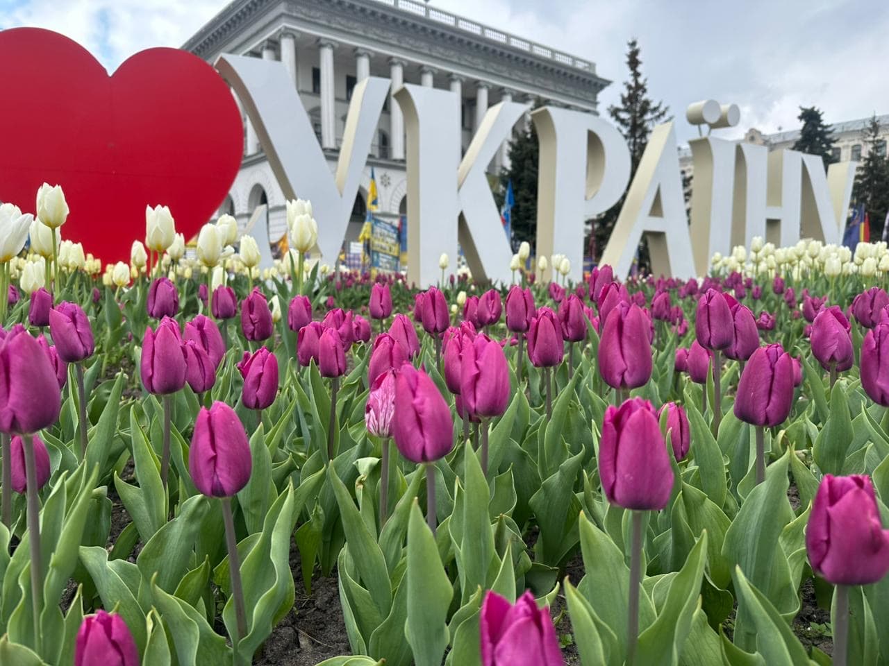 Тюльпани. Фото: КМДА