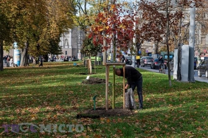 Львів'яни можуть подарувати місту дерево. Як долучитись
