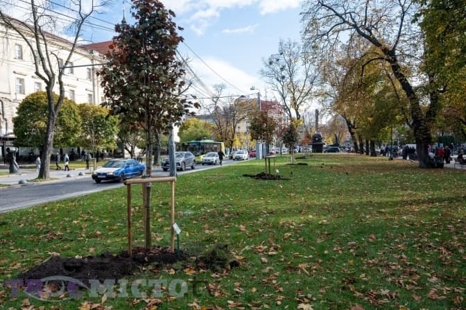 Сьогодні в центрі Львова зріжуть кілька дерев. Яка причина