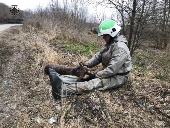 На Київщині працівники ДСНС врятували поранене оленятко