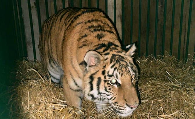 Фото: UAnimals / Facebook