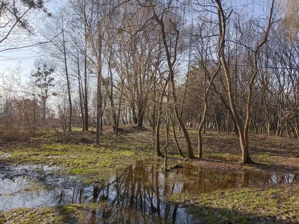 У львівському парку Архангела Михаїла висадять понад 150 дерев