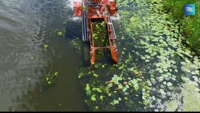 На київських водоймах прибирають водорості спеціальним комбайном
