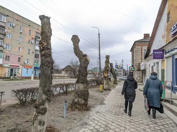 У Львові на публічній екодискусії обговорять доцільність кронування дерев