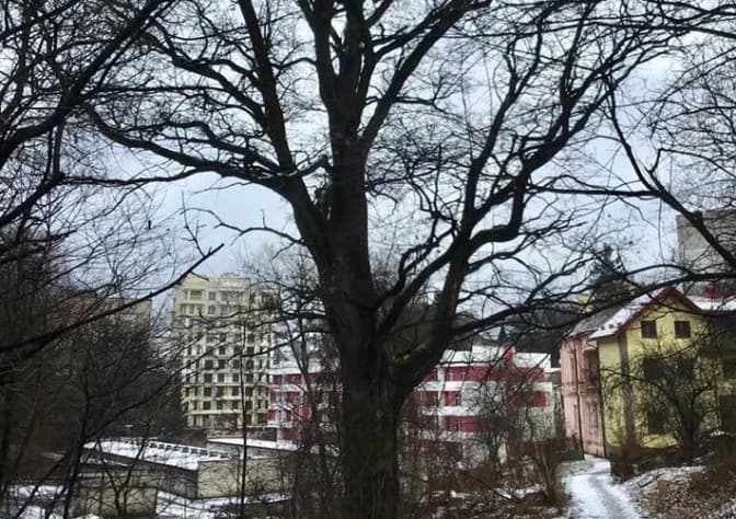 150-річному дубу у Львові нададуть статус ботанічної пам'ятки природи