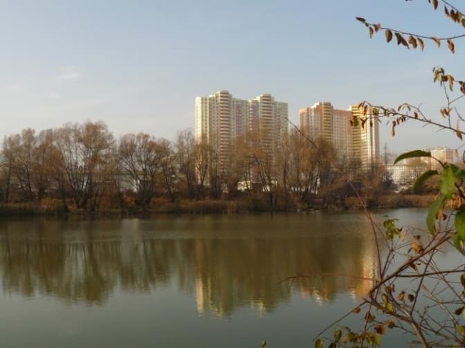 В озері Мінське виявили мор риби, вода забруднена аміаком