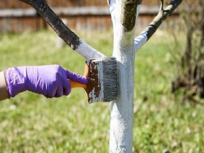У Львові нагадують, що побілка дерев і бордюрів вапном заборонена