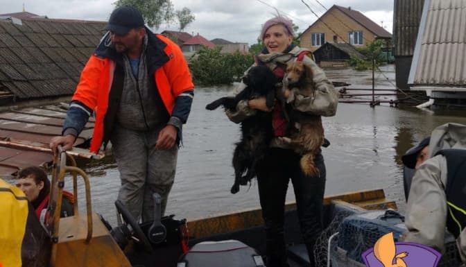 Київська група порятунку тварин показала, як працює на затоплених територіях. Потрібна допомога