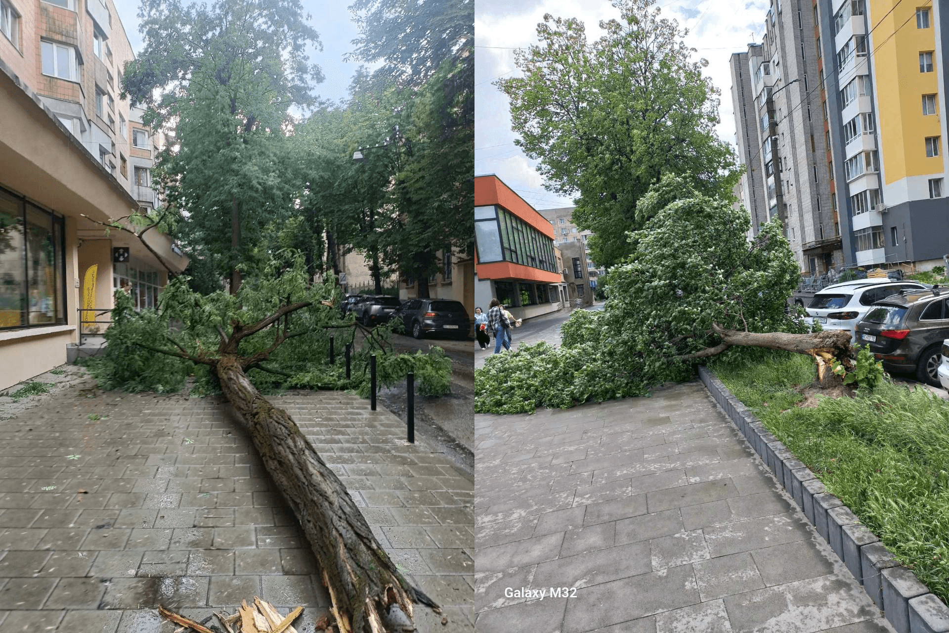 Повалені дерева у Львові / фото ЛМР