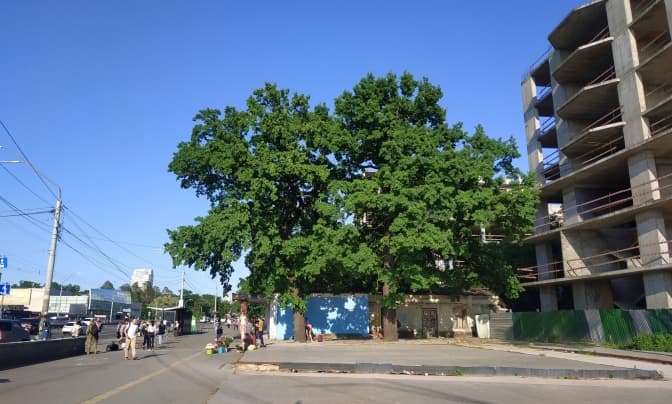 У Києві біля «Житомирської» невідомі підпиляли 200-річні здорові дуби