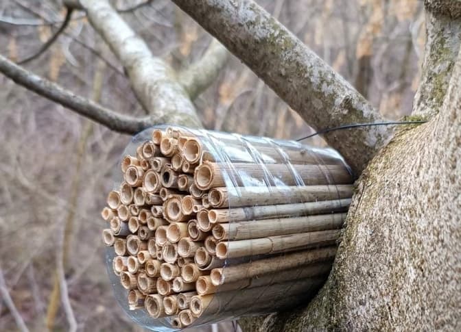 У львівському парку вперше розмістили очеретяні гнізда для дослідження