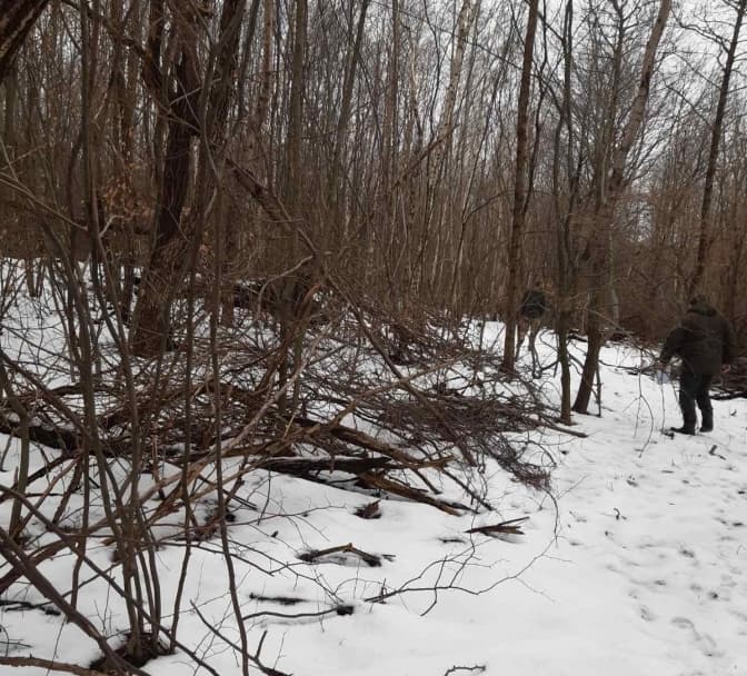 На Львівщині незаконно зрізали понад 60 дерев