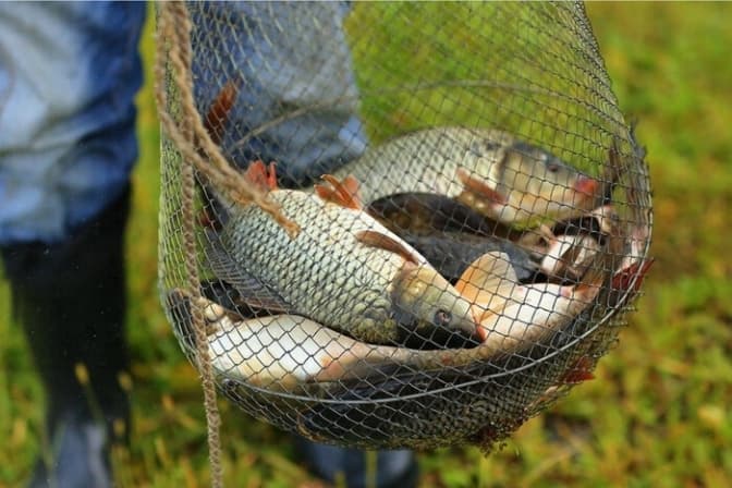 На Львівщині ввели заборону на вилов риби