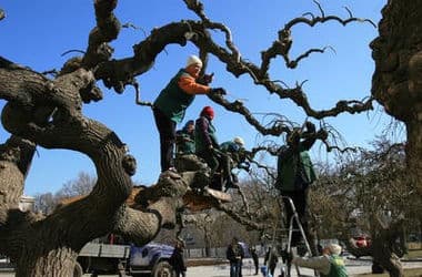 Весна у Львові: в яких парках почали обрізати дерева?
