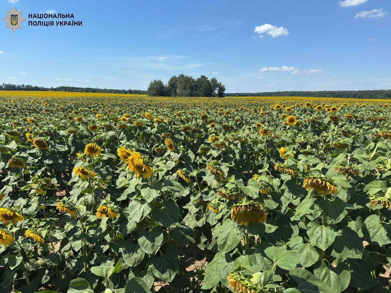 Фото: поліція Києва