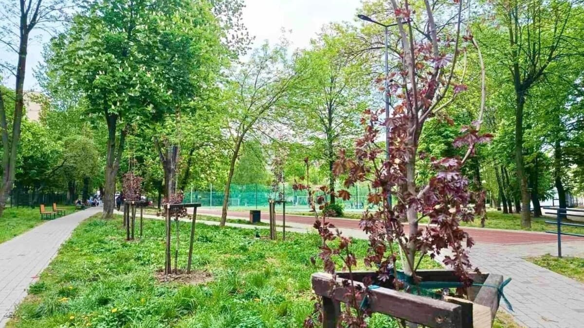 У львівських школах та садочках висадять клени, магнолії й тюльпанові дерева: де саме