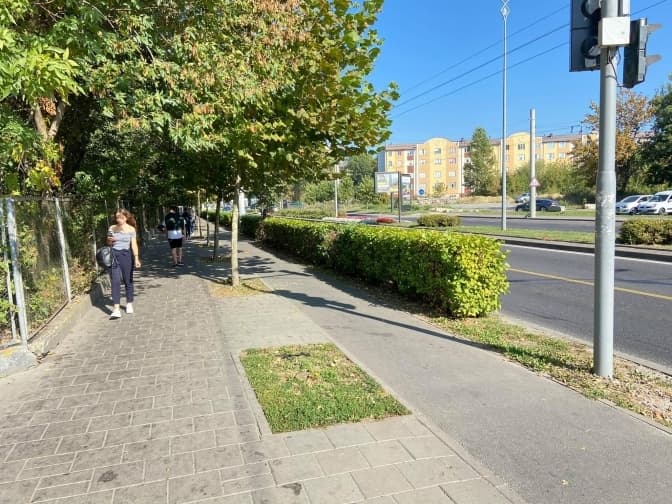 Хтось зламав дерево. На проспекті Чорновола досадять платан за спільнокошт