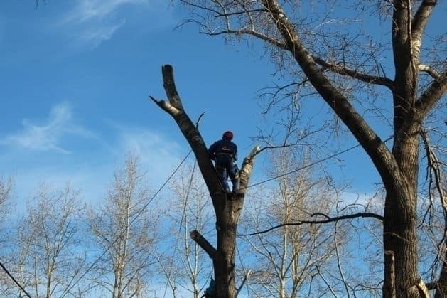 Де у Львові цього тижня зрізають дерева: адреси
