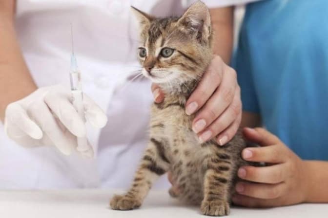 Де у Львові безкоштовно вакцинують тварин від сказу. Локації
