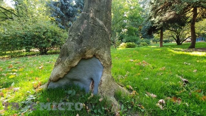 У Львові планують підлікувати низку дерев у парку Івана Франка