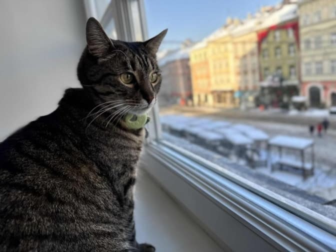 Кіт Левчик ЛМР