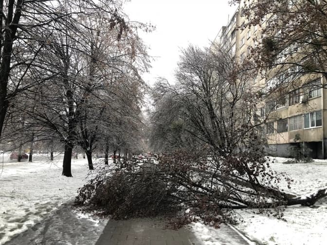 Негода у Львові повалила дерева та ускладнила рух. Фото
