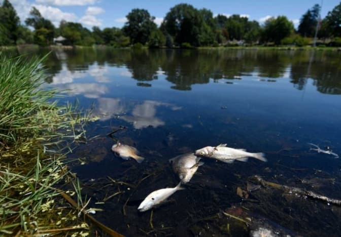 Забруднення річки Десна дісталося Київщини — Держводагентство