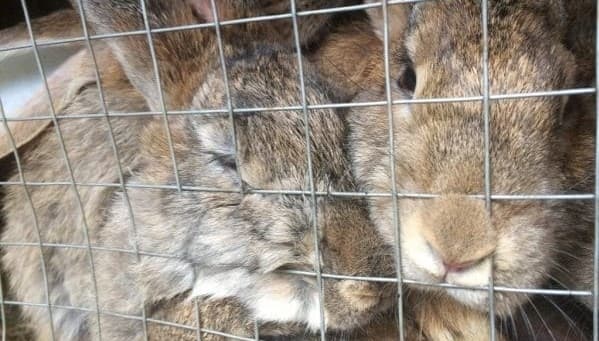 На Львівщині свійський кролик відкусив однорічному хлопчику палець
