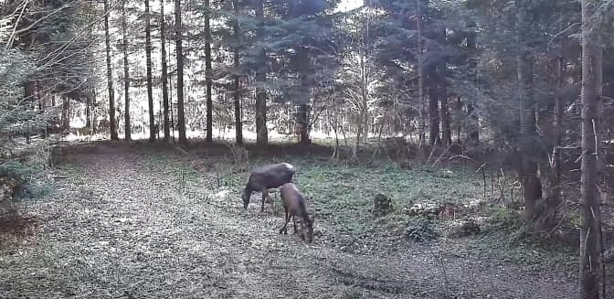 Ведмеді, кабани й вовки: прикордонники показали «лісове життя» на Львівщині