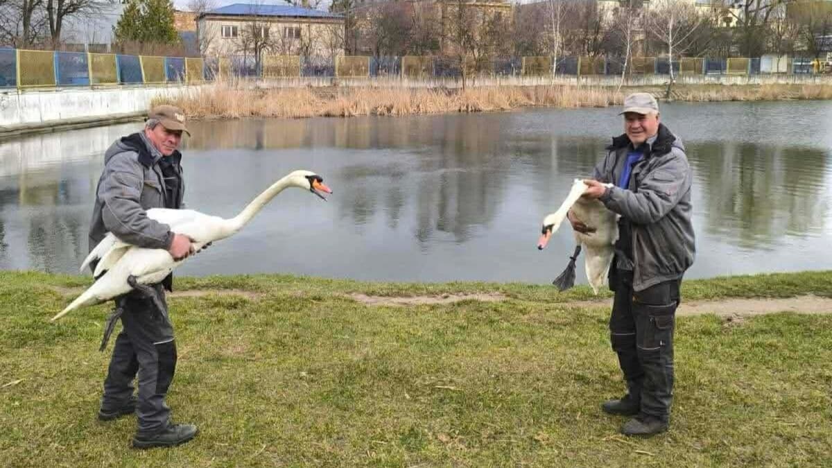 На одне з озер у Львові після зими повернулись лебеді