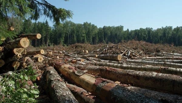 «Укрзалізниця» відшкодує близько 650 тисяч грн за незаконну порубку лісу на Львівщині