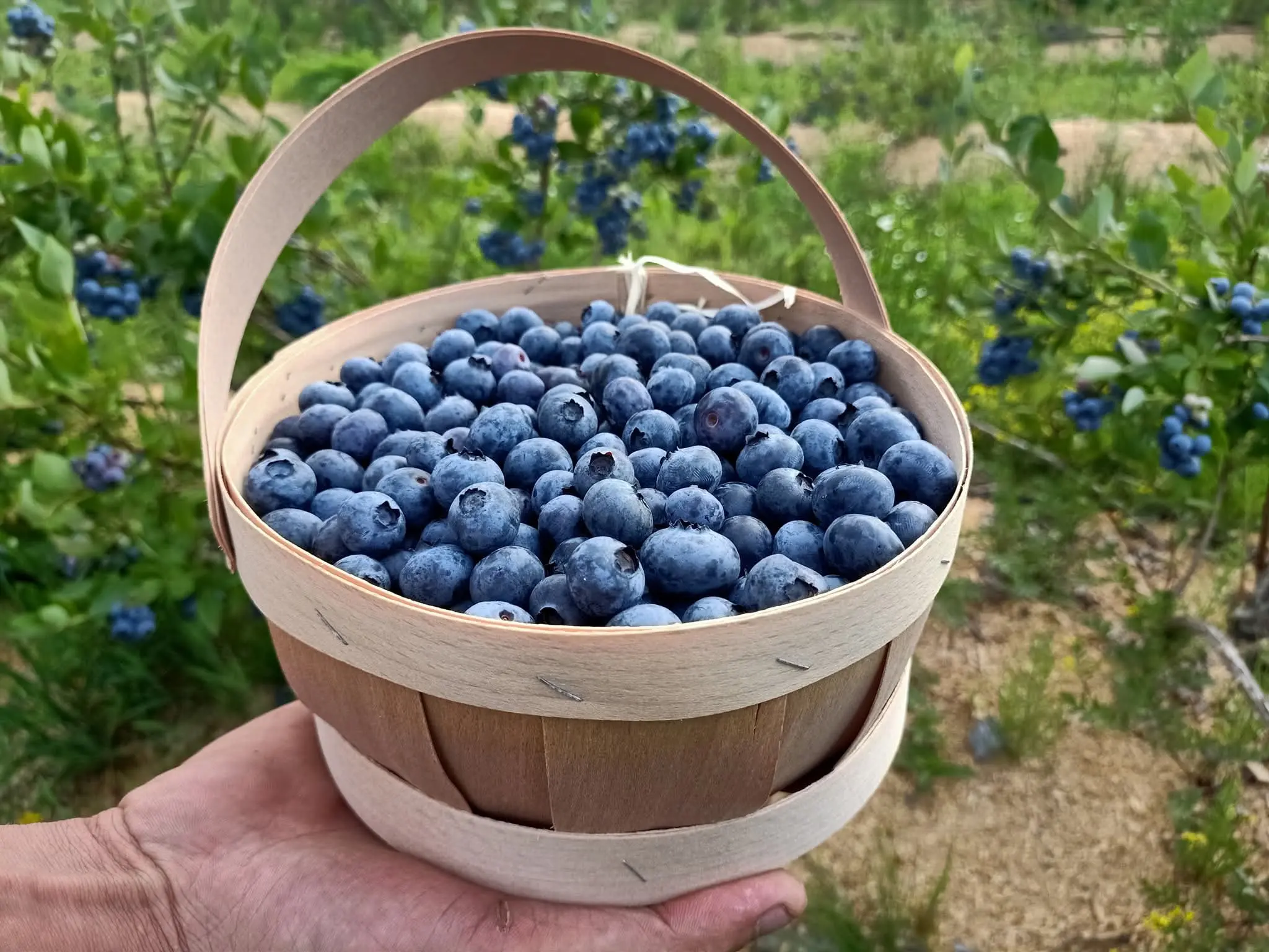Ілюстративне фото / З facebook LuckyBerryFarm