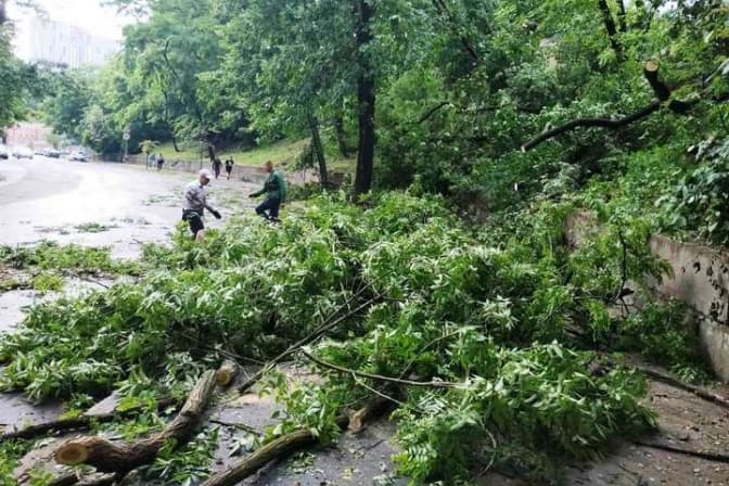 Понад 100 дерев пошкодила негода у Києві