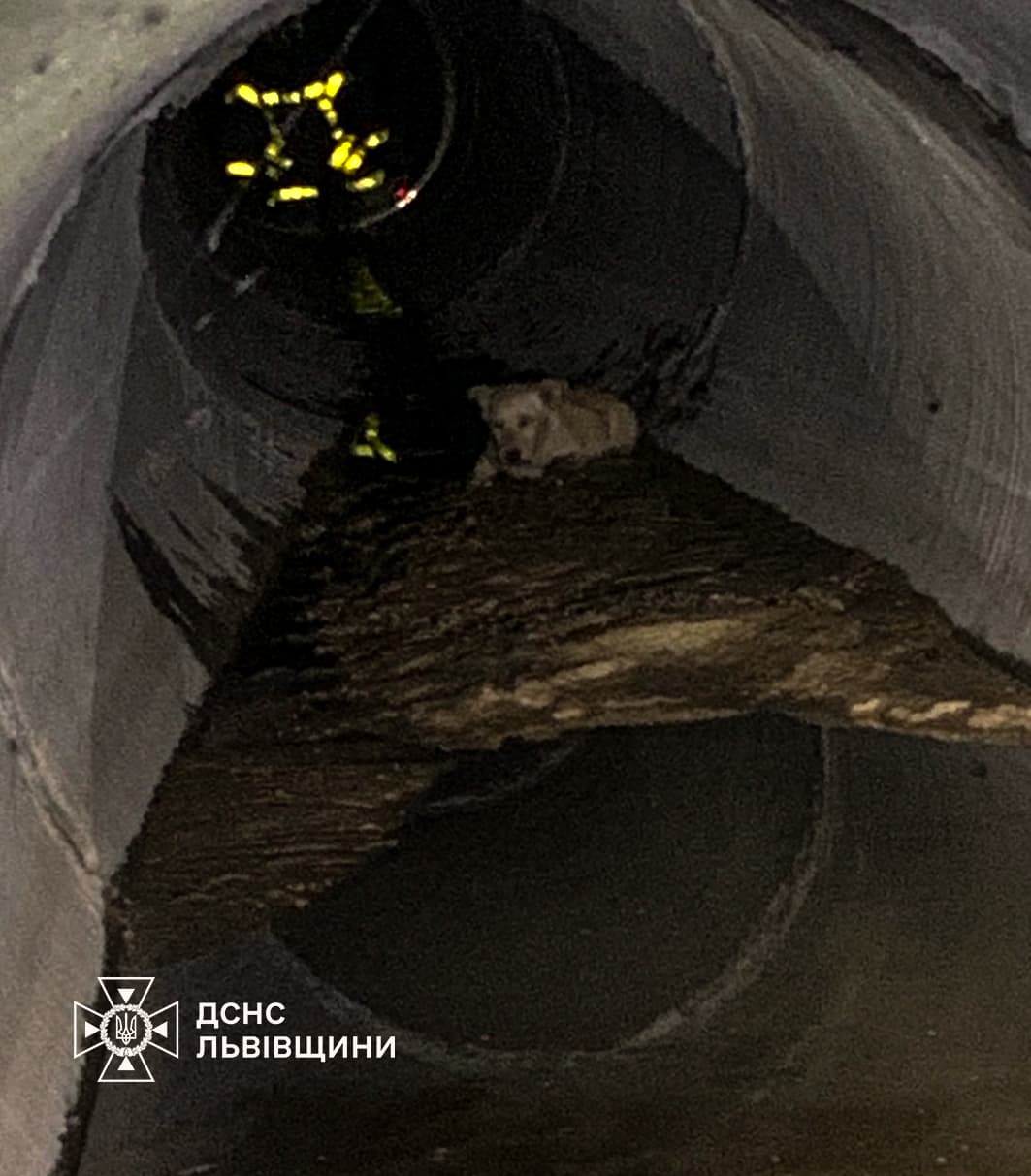 фото: дснс